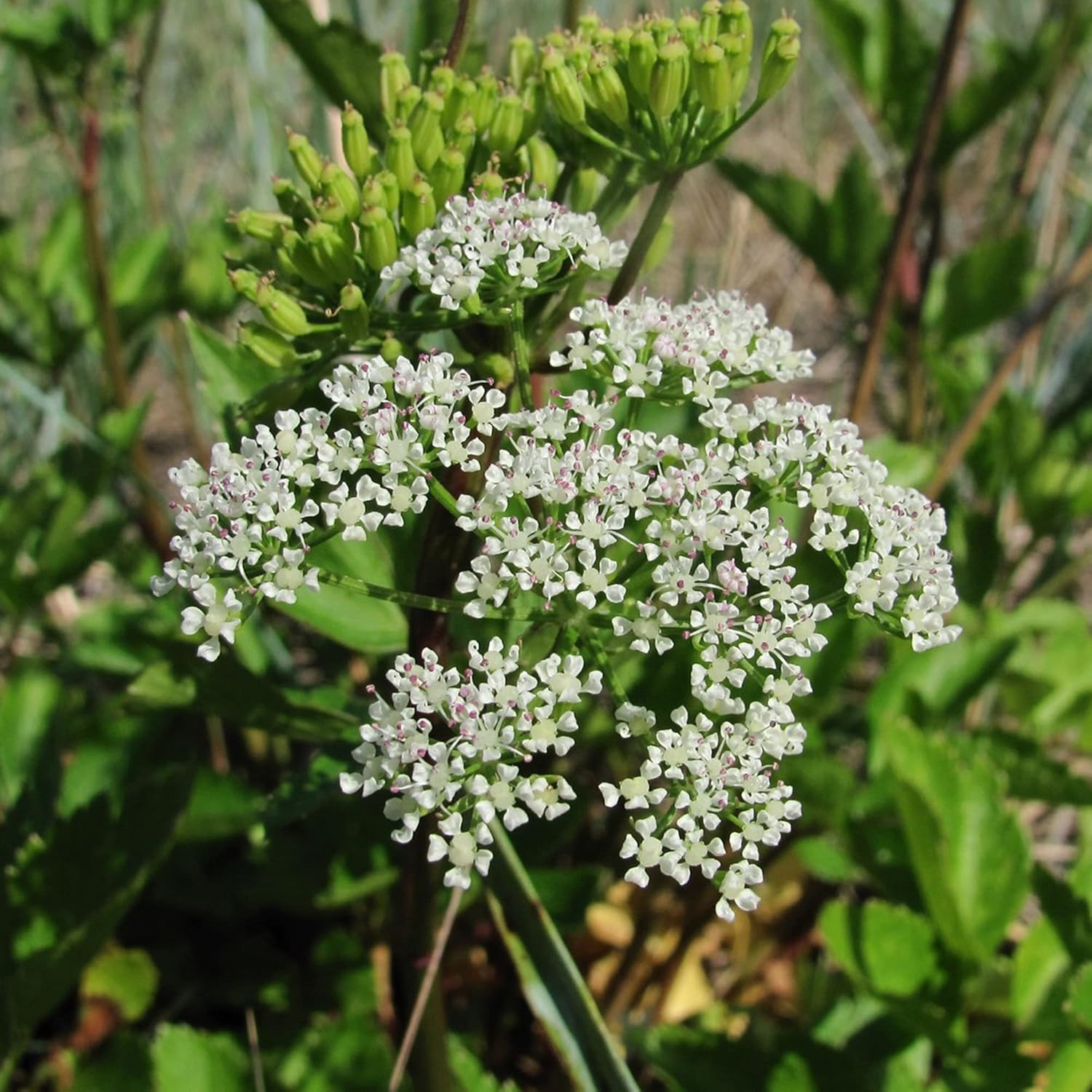 Ligusticum Porteri Seeds | OSHA Root, Porter's Lovage Perennial Herb