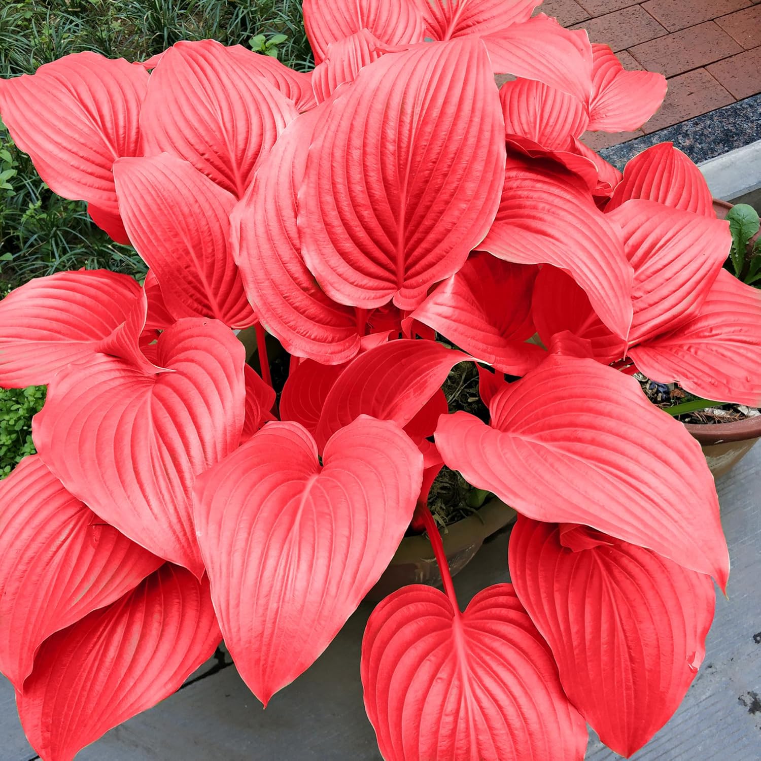 Red Hosta Seeds - Perennial Shade-Loving Plants for Indoor & Outdoor Gardens, Pollinator-Friendly & Low Maintenance