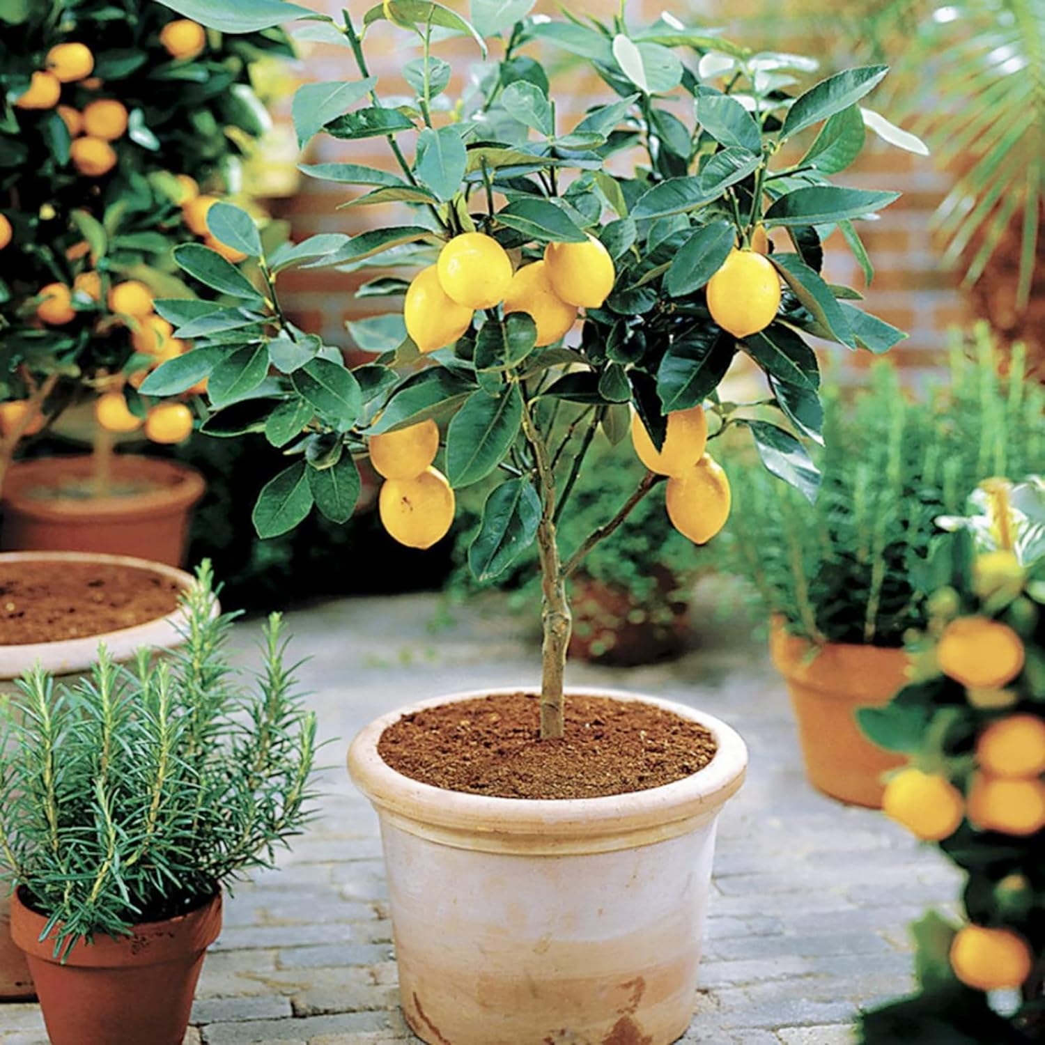 Meyer Dwarf Lemon Tree Seeds - Fragrant Evergreen Fruit Tree for Containers, Attracts Bees & Butterflies-35Pcs