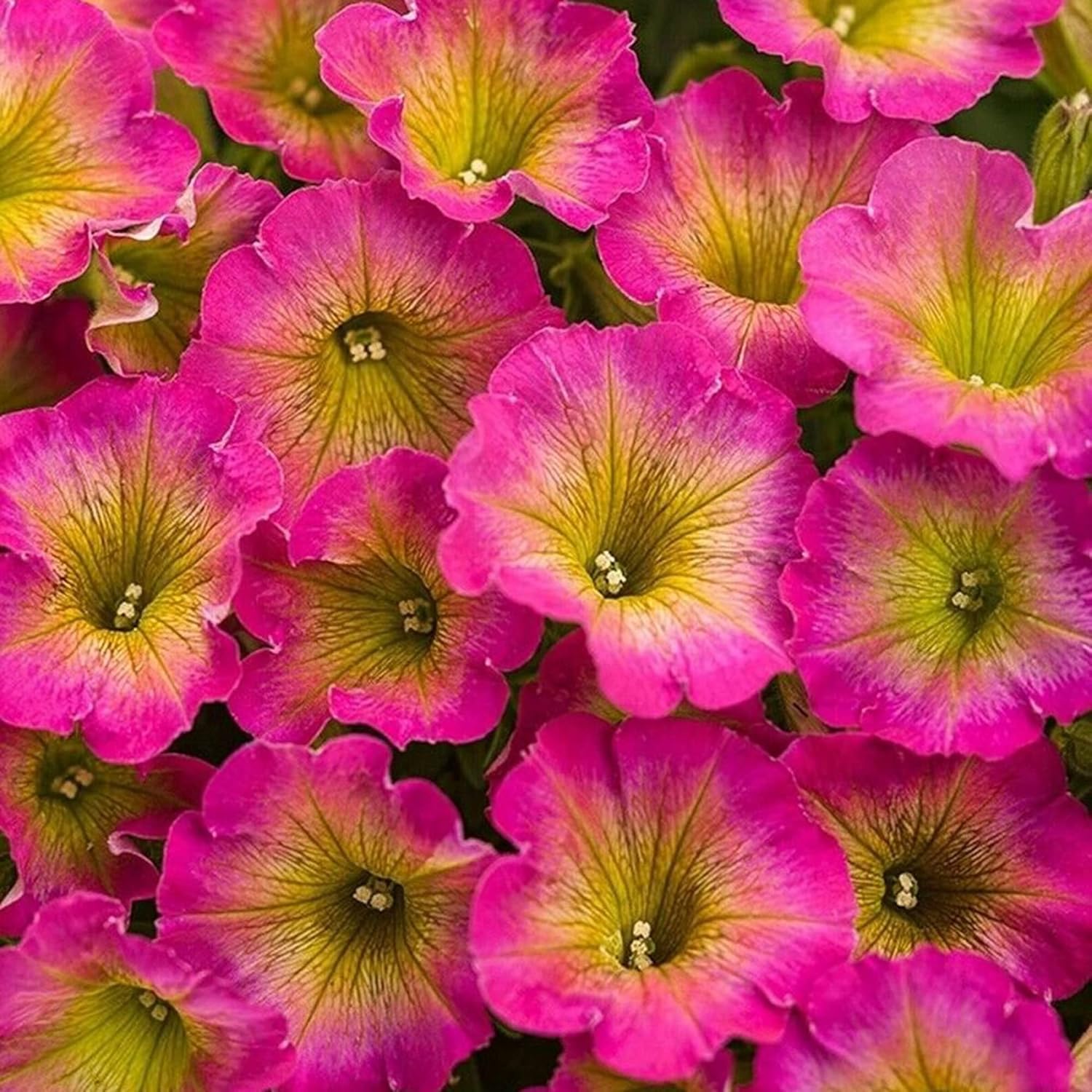 Petunia 'Supertunia Daybreak Charm' Seeds Showy Flowers Drought Tolerant Attract Hummingbirds Hanging Baskets Beds Outdoor 50Pcs Flower Seeds