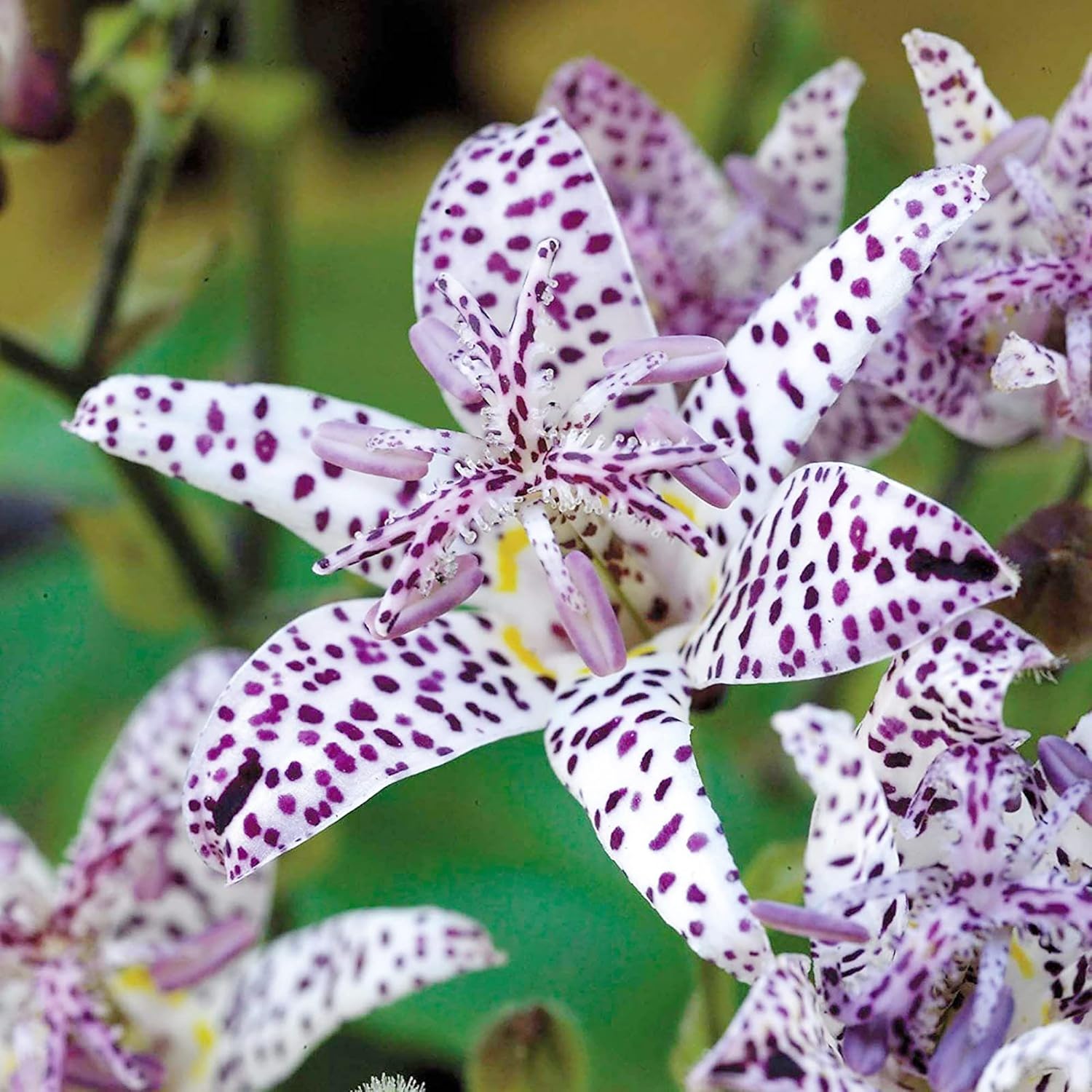 Graines de lys crapaud japonais | Fleurs voyantes vivaces résistantes aux cerfs | Sans OGM, peu d'entretien | Patio, en pot, étangs, ruisseaux, extérieur | 30 graines de fleurs