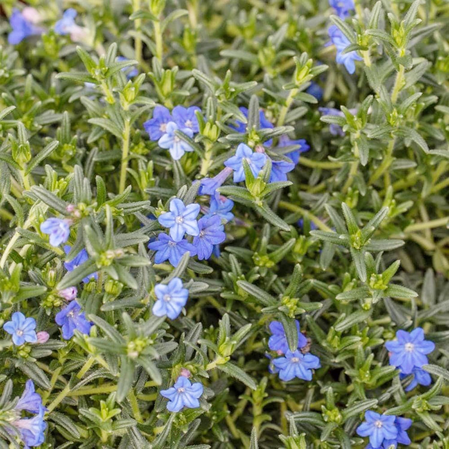 Glandora Diffusa Seeds - Perennial Hardy Ground Cover for Pathways, Rock Gardens & Containers, Attracts Butterflies, Low Maintenance, 200 Pcs