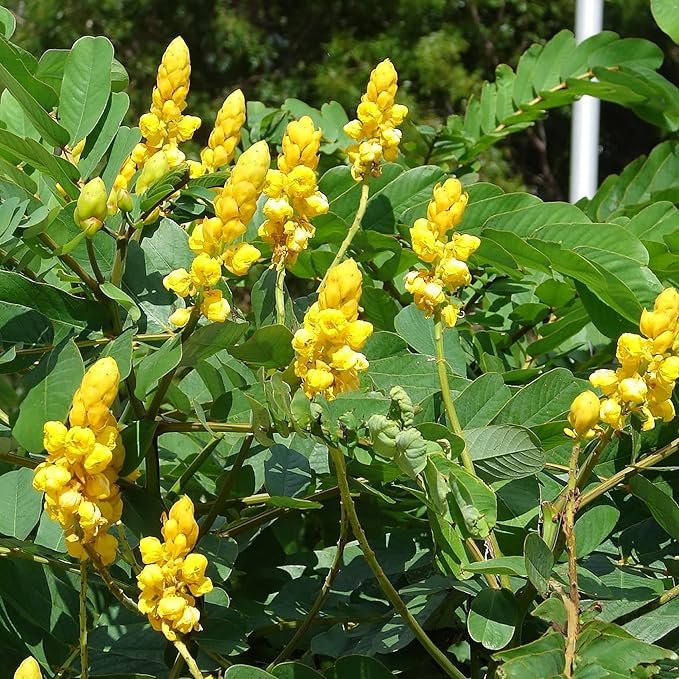 Graines de Cassia Alata - Arbuste exotique à feuilles persistantes Senna Alata, vivace, résistant aux cerfs, ornemental, attirant les abeilles, bordure de jardin de rocaille - 20 pièces