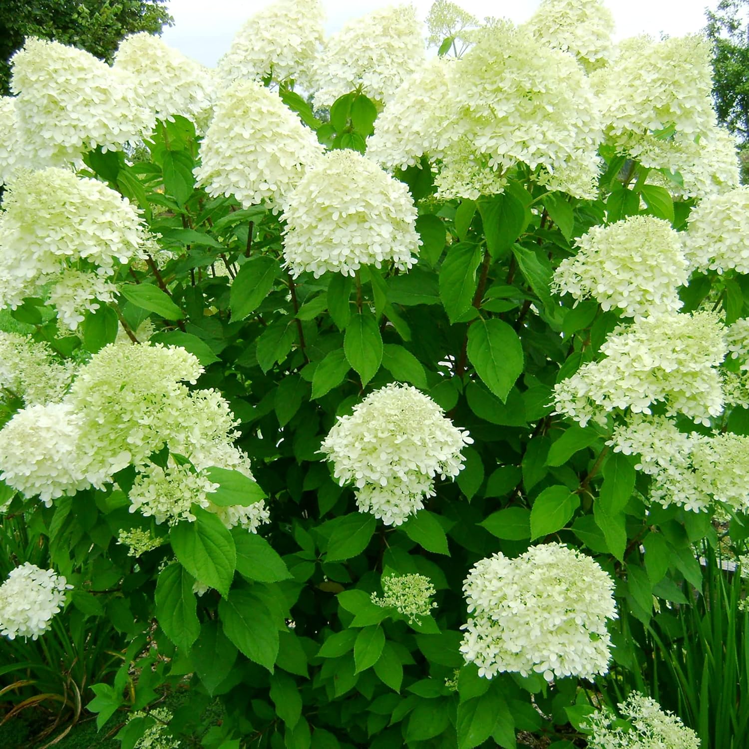 Hydrangea Paniculata Seeds - Peegee Hydrangea, Fast Growing, Attracts Pollinators, Perfect for Beds, Borders, Patio, Outdoor - 50Pcs Flowering Shrub Seeds