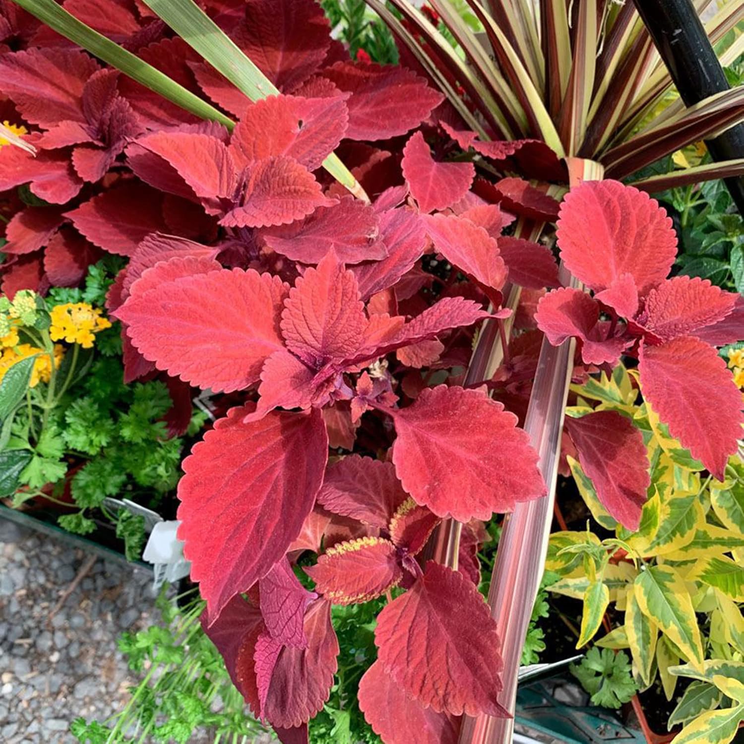 Graines de Coleus Redhead | Herbe à feuilles persistantes nécessitant peu d'entretien | Feuillage rouge éclatant pour plates-bandes, bordures et conteneurs | 100 graines de jardin d'extérieur