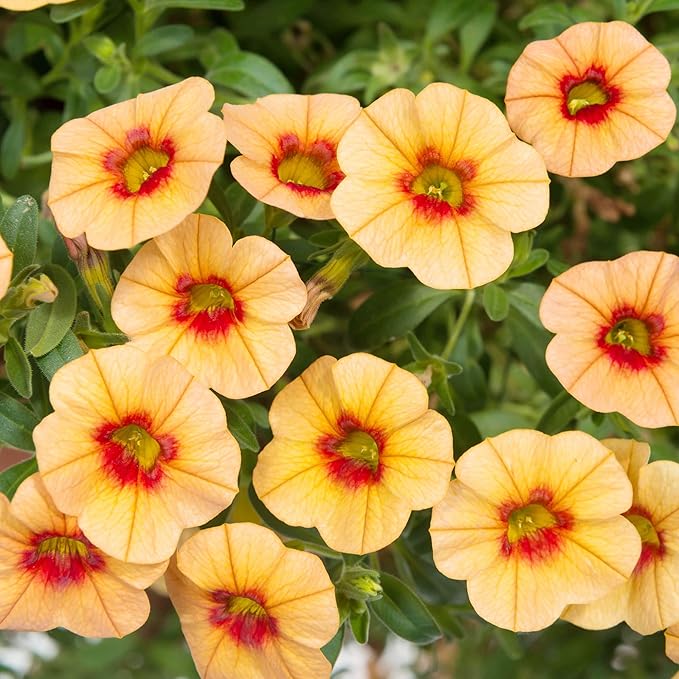 Calibrachoa Flower Seeds for Planting - Million Bells Herbaceous Perennial, Attracts Butterflies