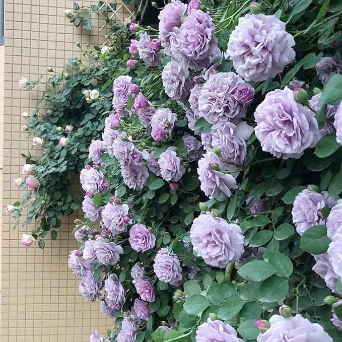 Purple Climbing Rose Seeds - Fragrant Blooms for Cutting, Floral Arrangements & Pollinator Attraction - Vertical Garden Accents for Trellises, Arbors & Fences - 5pcs