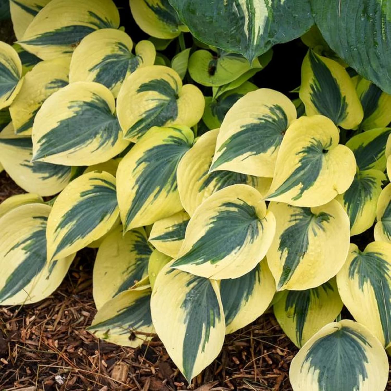 Autumn Frost Hosta Plant – Fragrant Plantain Lily Seeds, Drought-Tolerant & Low-Maintenance Landscaping Plant