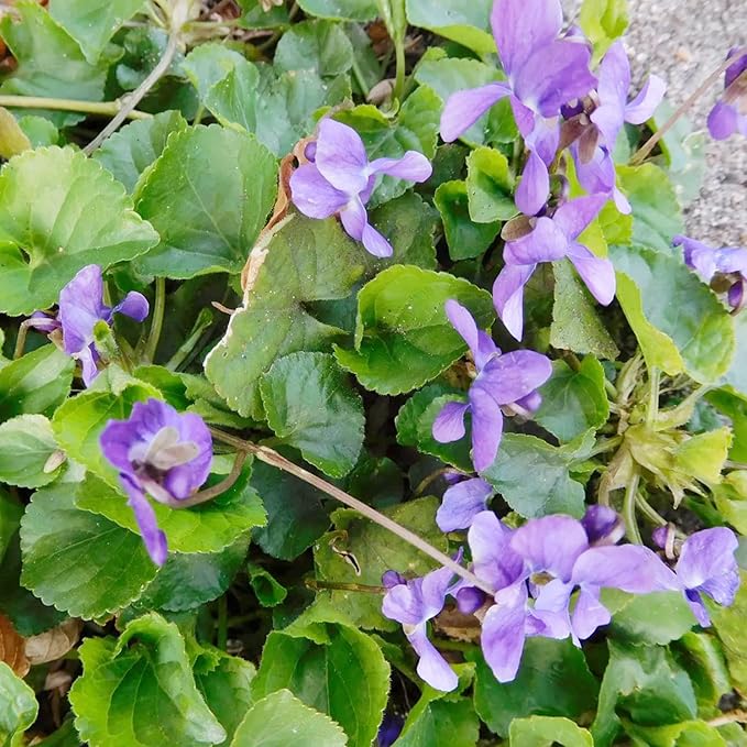 Viola Odorata 'Queen Charlotte' Seeds - Sweet Violet, Fragrant Blooms & Unique Coloration, Perennial for Shaded Borders & Containers - 30 Pcs