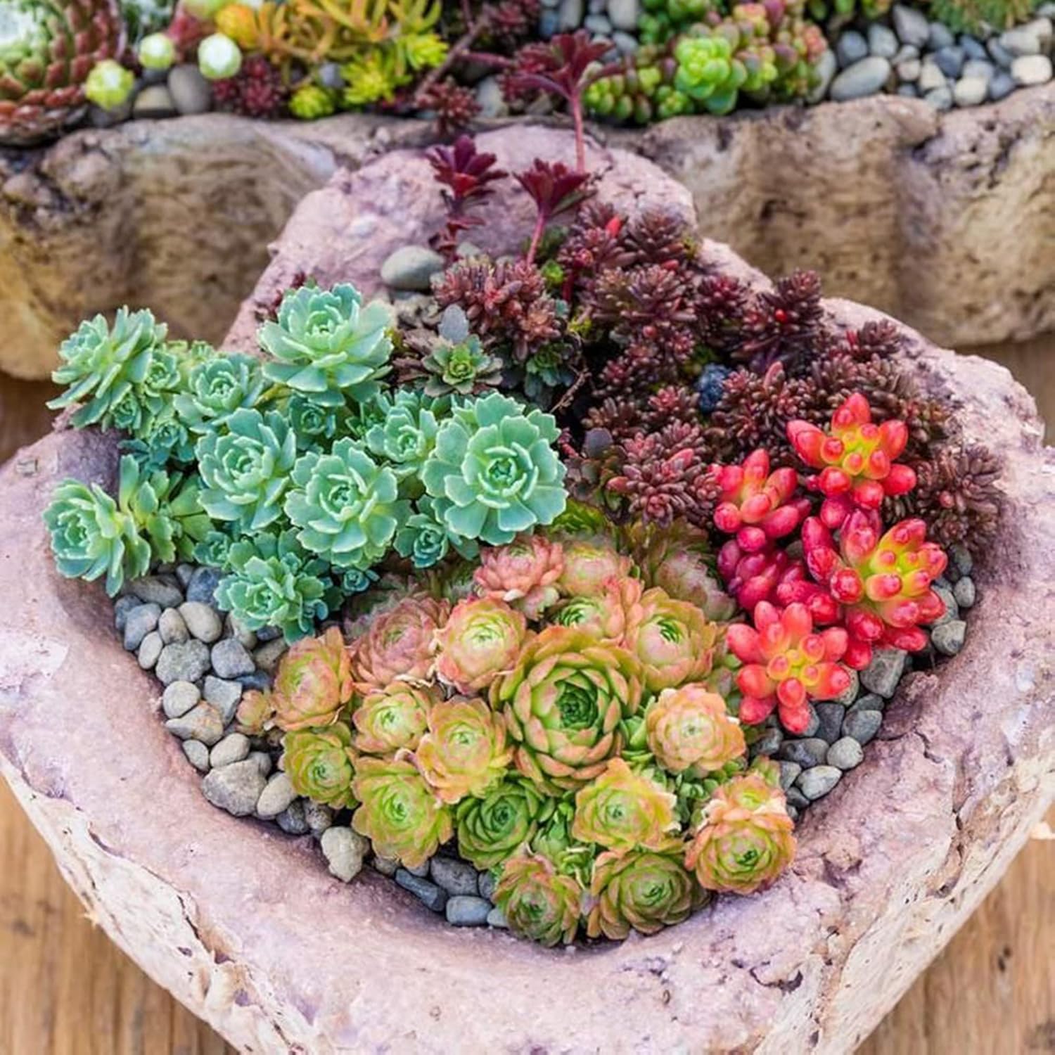 Mixed Sedum Seeds | Perennial Star-Shaped Flowers | Easy to Care | Rock Gardens | Containers | Ground Cover | Outdoor & Indoor | 400Pcs Succulent Seeds