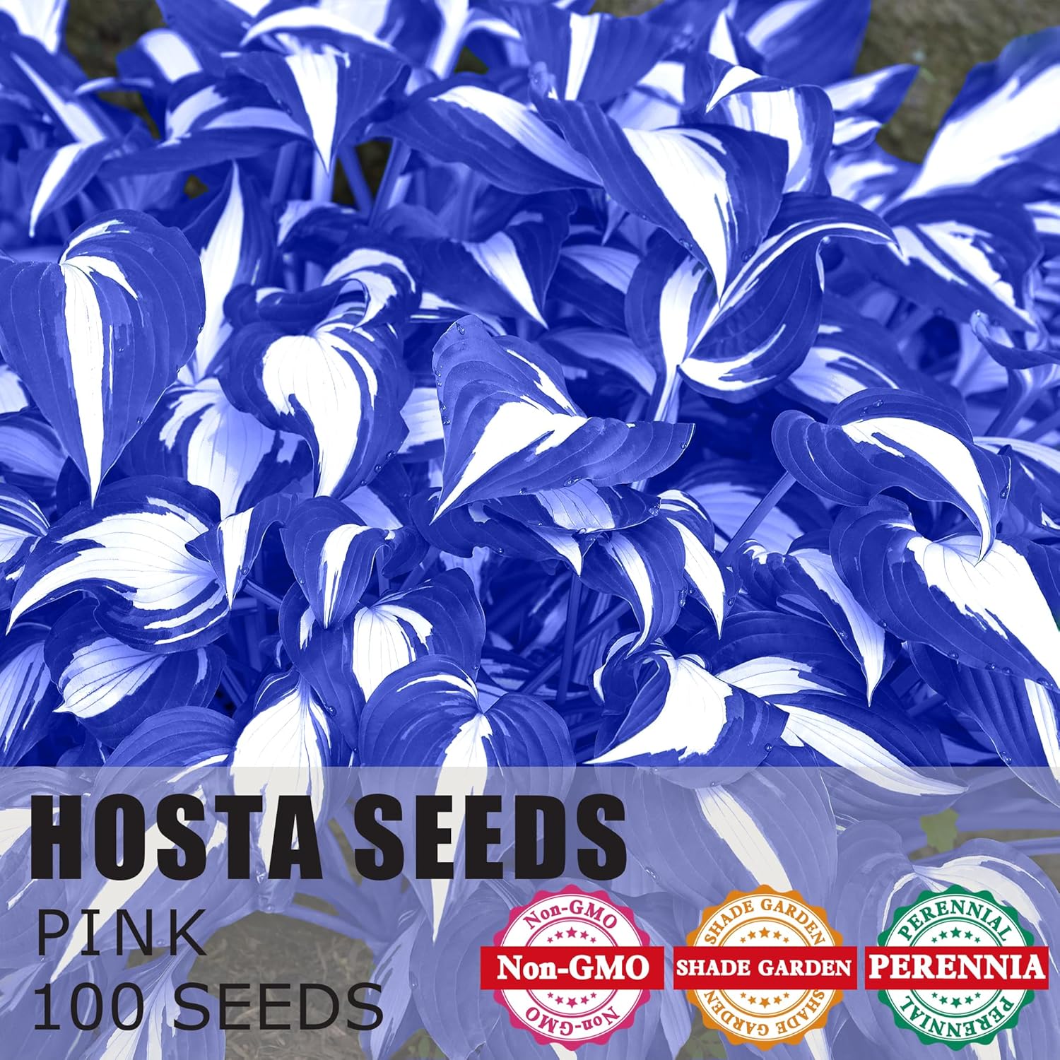 Blue Hosta Plants - Perennial Hosta Seeds for Outdoor Garden Shade, Easy to Grow & Plant