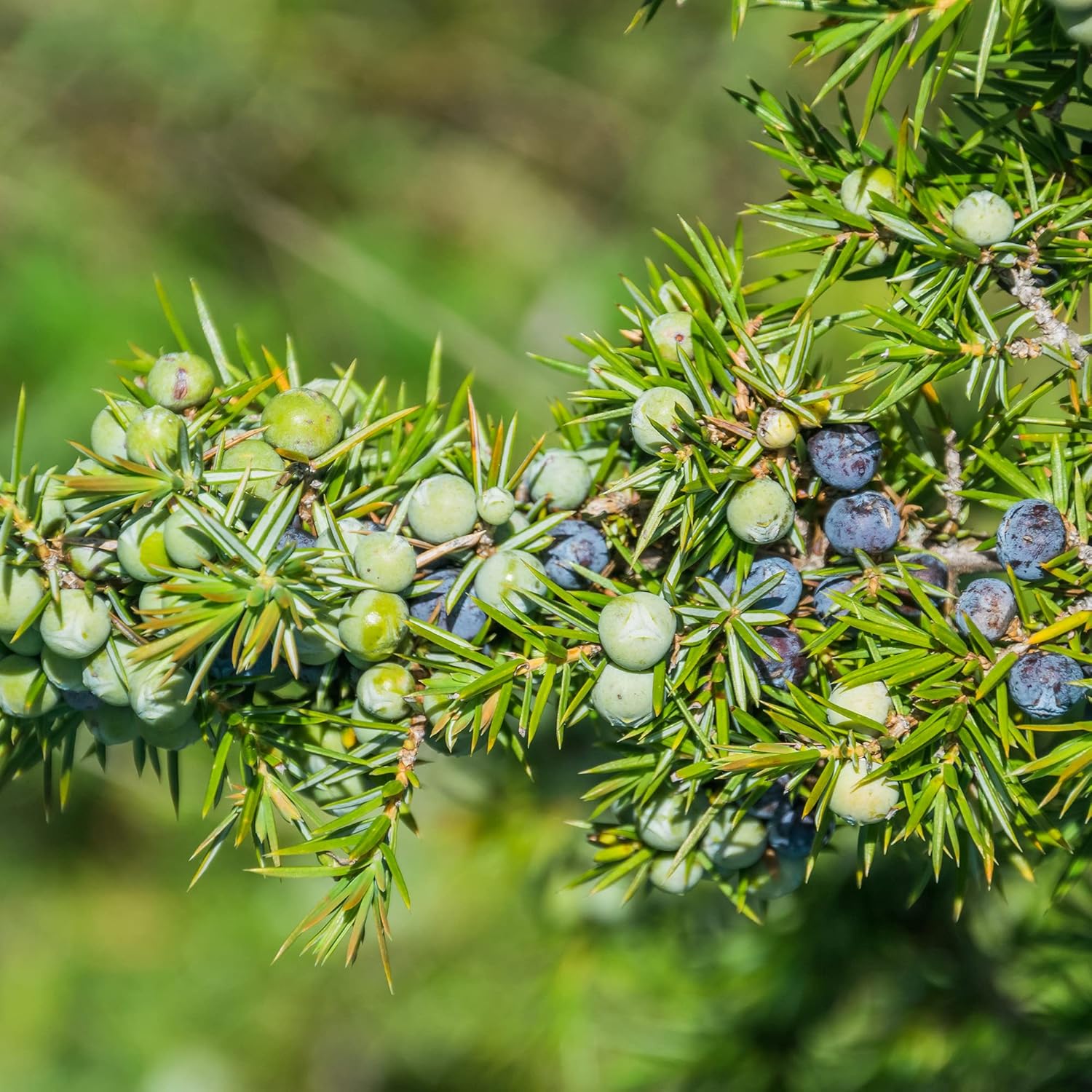 Graines de genévrier Juniperus Communis pour plantation, criblage, bordure à feuilles persistantes, croissance rapide