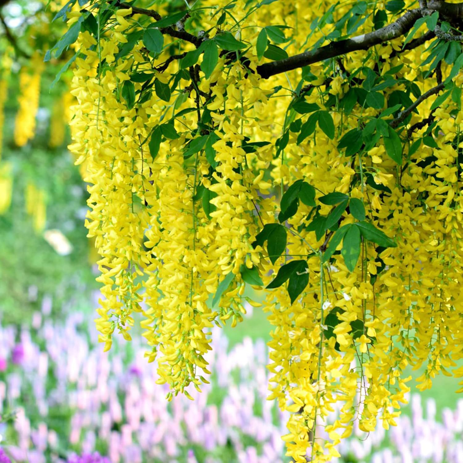 Yellow Wisteria Seeds | Wisteria Sinensis | Climbing Woody Vine | Fragrant Blooms | Ornamental Plant for Gardens and Landscapes | Outdoor | 10Pcs Flower Seeds