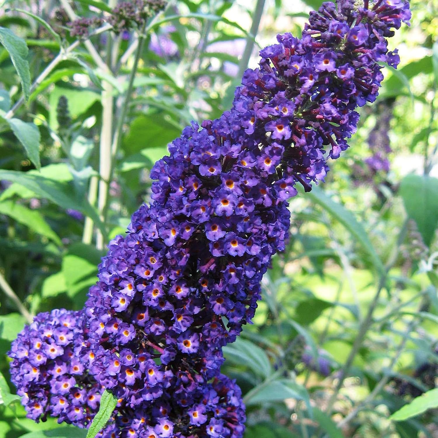 Purple Butterfly Bush Seeds Buddleia Davidii Fragrant Fast Growing Shrub Attracts Butterflies Low Maintenance Drought Tolerant Garden Bed Outdoor 50Pcs Flower Seeds