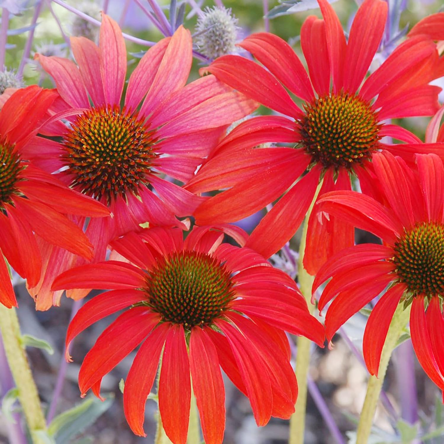 Tomato Soup Echinacea Seeds – Stunning Perennial for Borders, Prairies