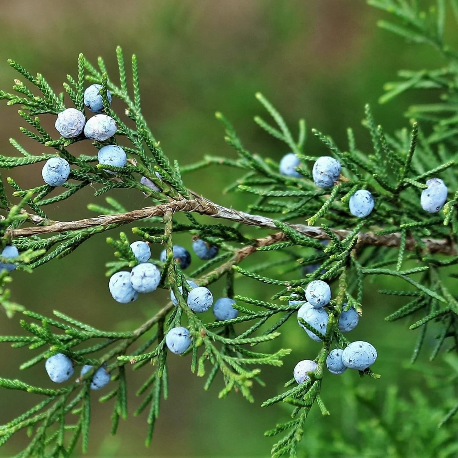 Graines de genévrier Juniperus Communis pour plantation, criblage, bordure à feuilles persistantes, croissance rapide