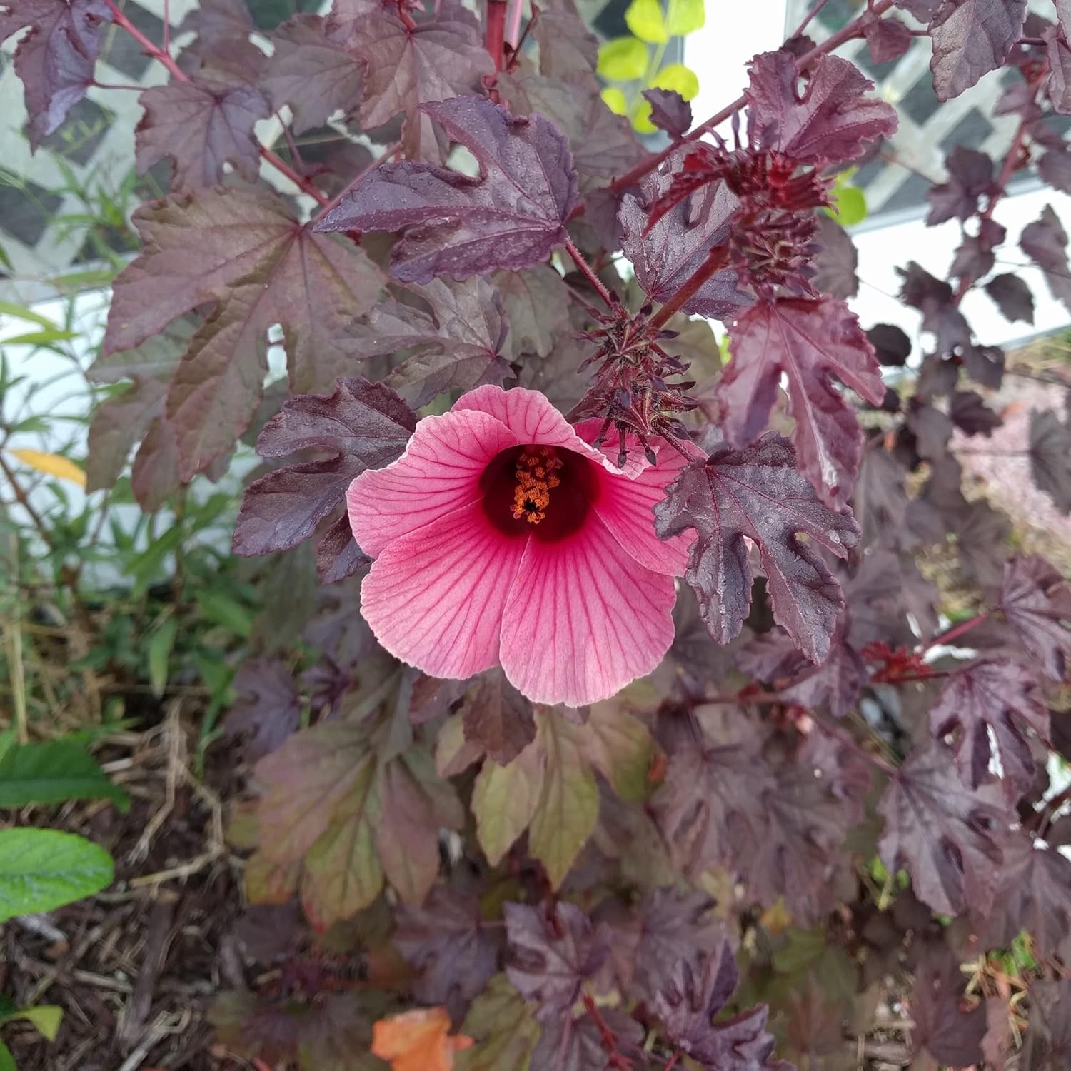 Cranberry Hibiscus Seeds Hibiscus Acetosella Tropical Ornamental Plant for Garden & Landscape, Attracts Pollinators, 35+ Pcs