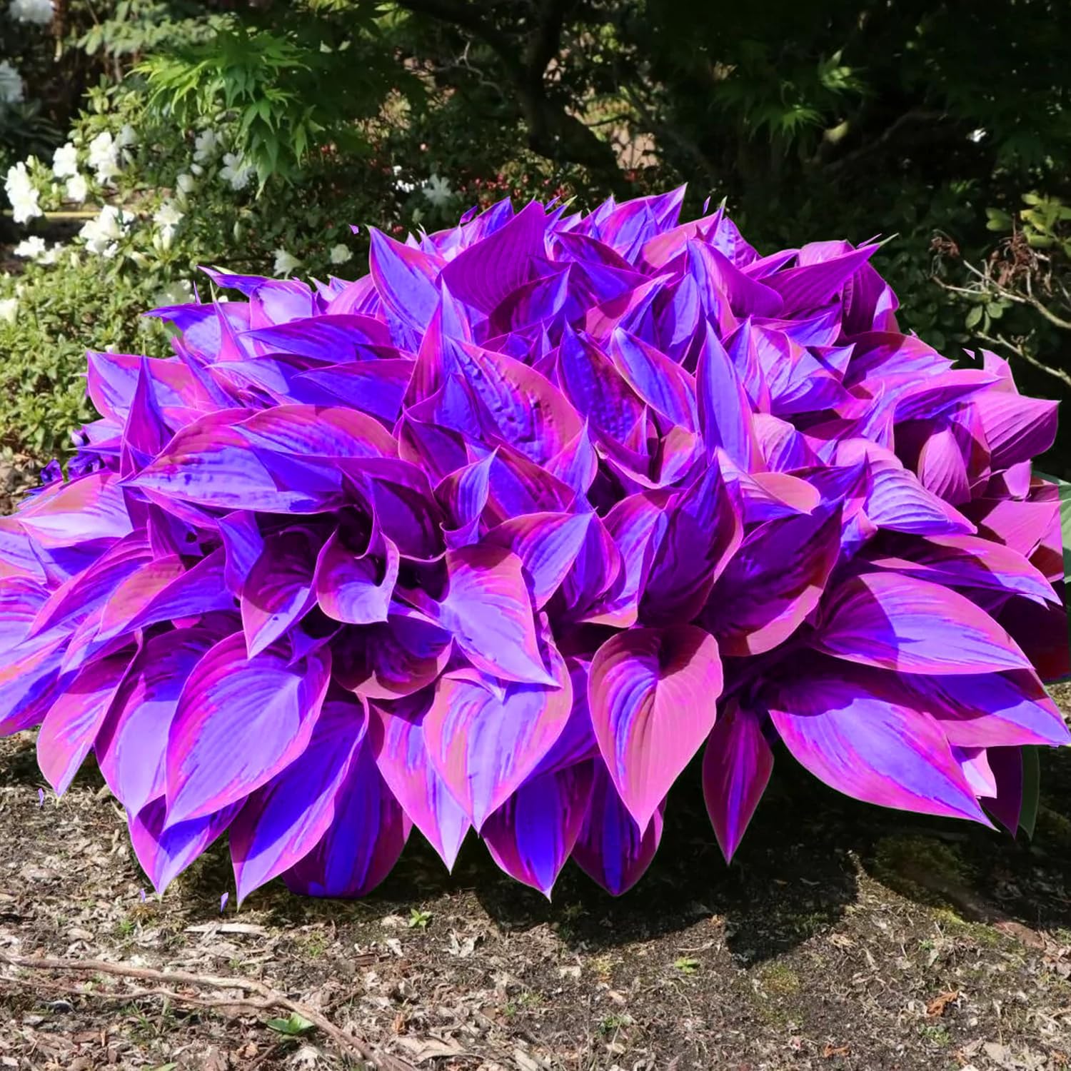 Rare Blue & Purple Hosta Seeds - Easy-to-Grow Perennial Shade Garden Beauties