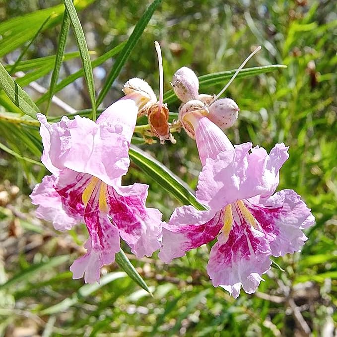 Garden Desert Willow Shrub Seeds (Chilopsis Linearis) - Non-GMO, Drought-Tolerant, Easy to Maintain, Fast-Growing - 30 Pcs