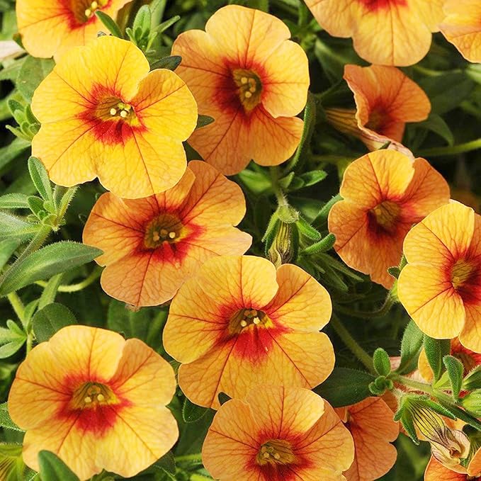 Calibrachoa Flower Seeds for Planting - Million Bells Herbaceous Perennial, Attracts Butterflies