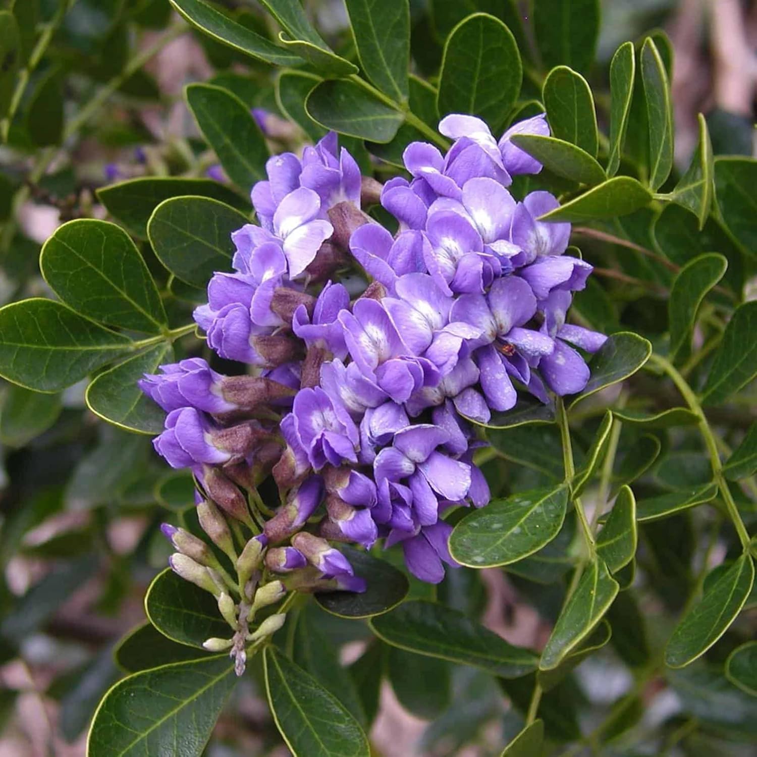 Texas Mountain Laurel Seeds for Planting | Sophora Secundiflora | Evergreen Tree with Fragrant Purple Flowers