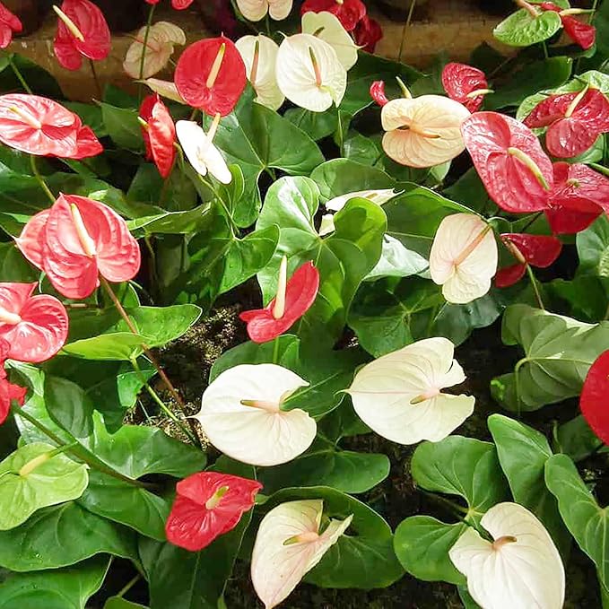 Anthurium Flamingo Flower Seeds - Perennial, Evergreen, Low Maintenance, Showy Cut Flowers for Indoor & Outdoor Containers - 100