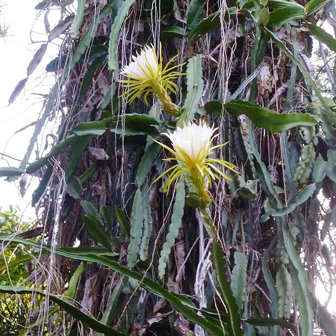 Queen of the Night Seeds - Night-Blooming Cereus Cactus with Large Fragrant White Flowers, Ideal for Hanging Baskets - 50 Pcs