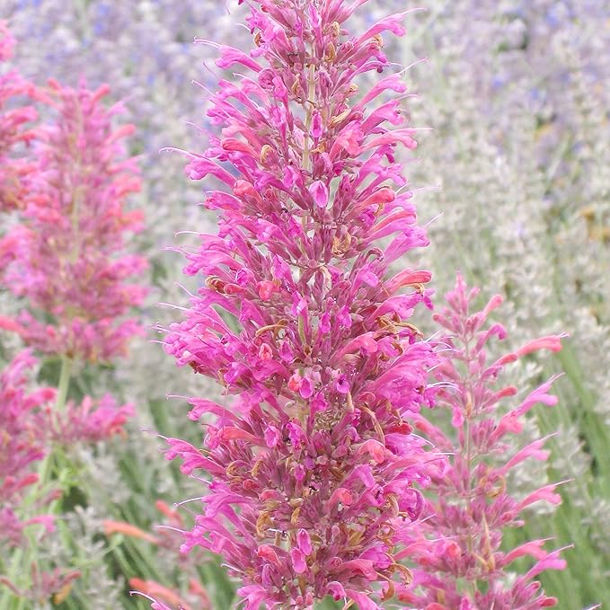 Hummingbird Mint Seeds - Agastache Heather Queen, Fragrant & Deer Resistant, Attracts Hummingbirds, Low Maintenance for Rock Garden & Border - 60 Pcs