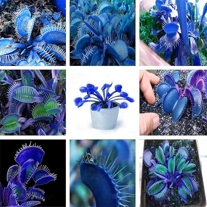 Blaue Venusfliegenfalle Samen - Dionaea Muscipula, hitzebeständig, gentechnikfrei, für den Teich im Topf, 20 Stück