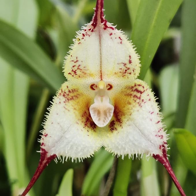 Monkey Face Orchid Seeds - Dracula Simia Perennial Non-GMO Fragrant Indoor Plant, 10 Pcs