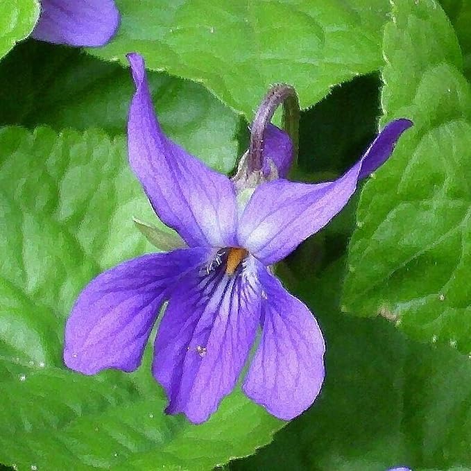 Viola Odorata 'Queen Charlotte' Seeds - Sweet Violet, Fragrant Blooms & Unique Coloration, Perennial for Shaded Borders & Containers - 30 Pcs