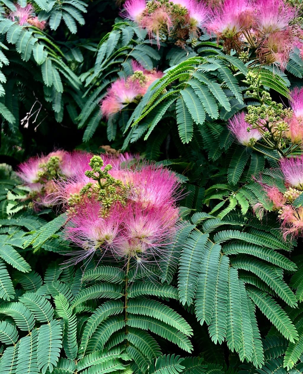 Pink Silk Mimosa Tree Seeds - 10 Pieces