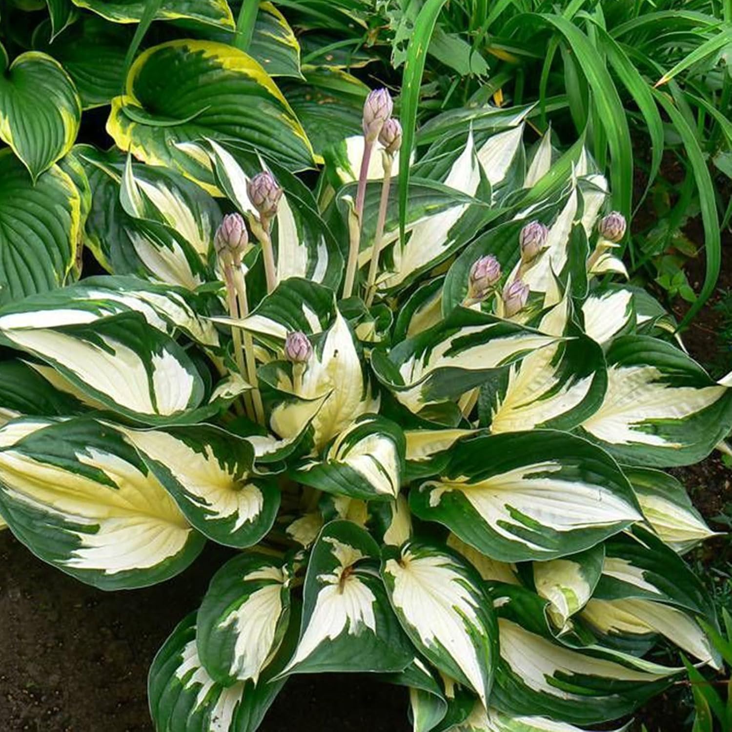 Fire and Ice Hosta Seeds – Vibrant Contrast for Stunning Garden Displays