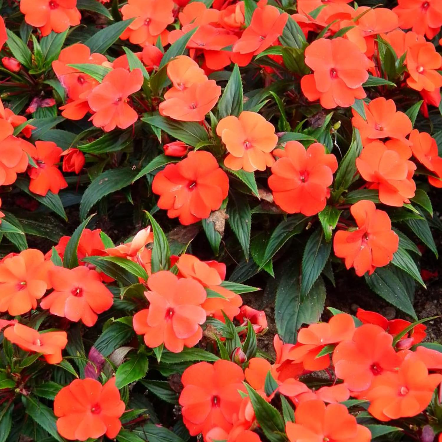 Graines d'Impatiens Les baumes Touch-Me-Not attirent les pollinisateurs Les plates-bandes de jardin Les bordures 200 pièces Graines de fleurs 