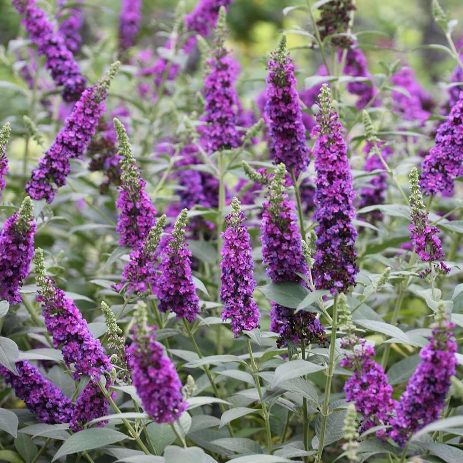 Purple Butterfly Bush Seeds Buddleia Davidii Fragrant Fast Growing Shrub Attracts Butterflies Low Maintenance Drought Tolerant Garden Bed Outdoor 50Pcs Flower Seeds