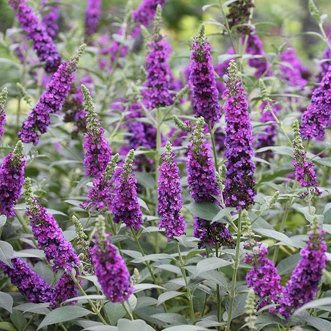 Purple Butterfly Bush Seeds - Buddleia Davidii, Fragrant & Fast-Growing, Attracts Butterflies, Drought Tolerant Deciduous Shrub for Garden Bed - 50 Pcs