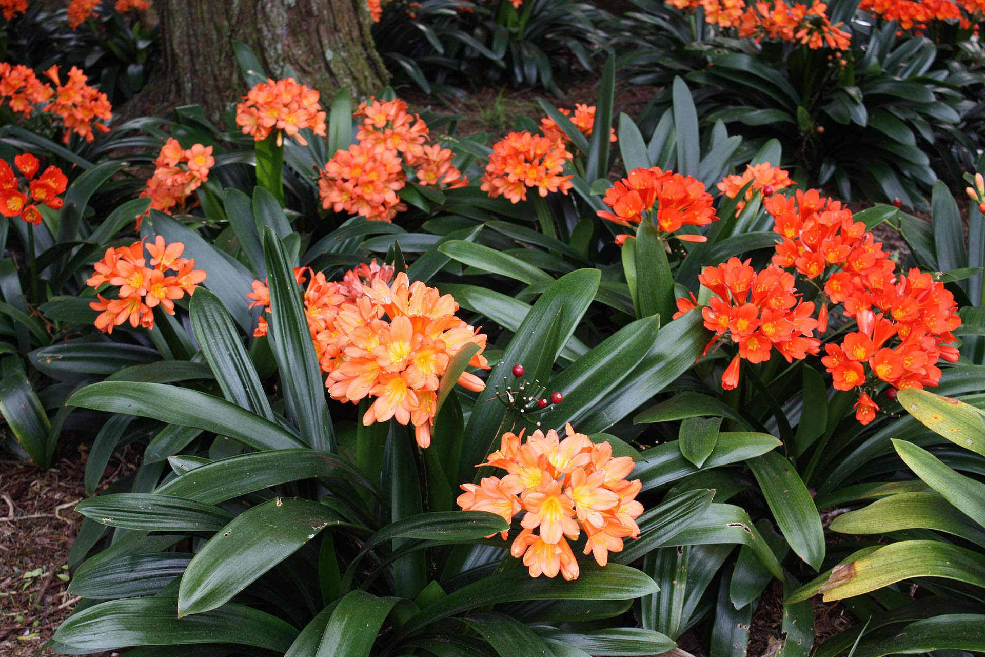 Clivia Mixed Seeds for Planting - 100 pcs - Flower seeds