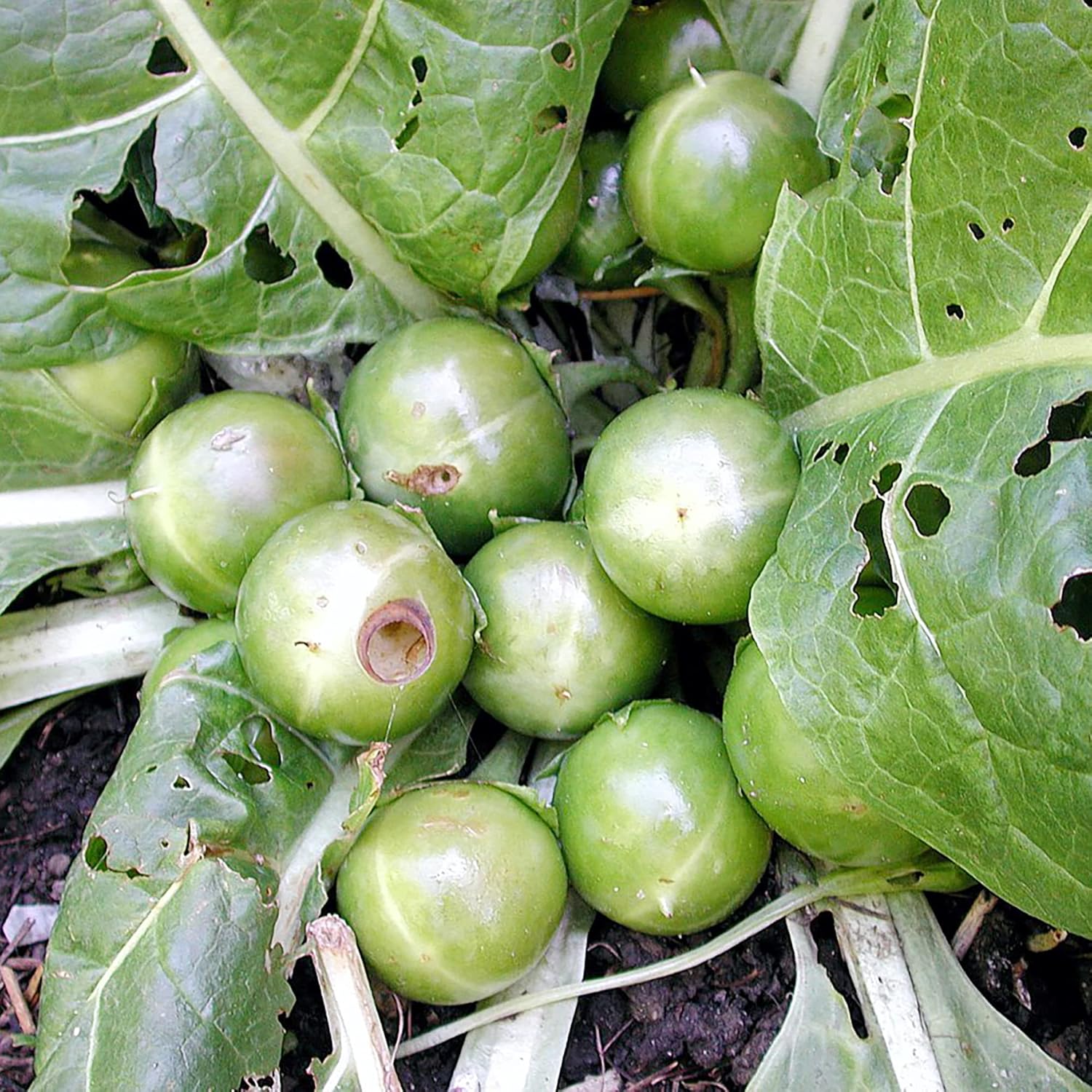 Mandragora Officinarum Samen, mehrjähriges Kraut für Obst und Beeren, ideal für Innenhöfe und Gärten im Freien, gentechnikfrei, 20 Stück