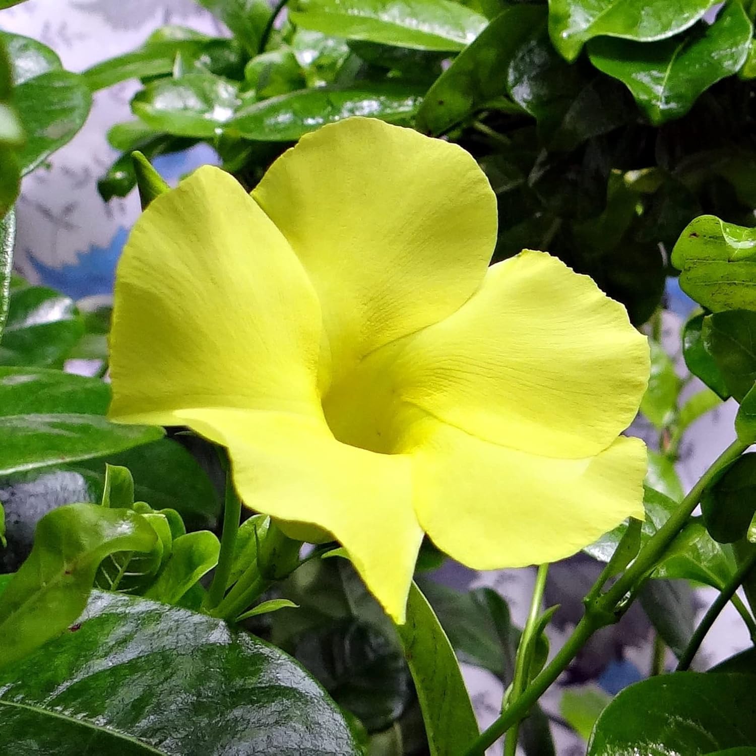 Mandevilla Sanderi Seeds Brazilian Jasmine Beautiful Colorful Fragrance Blooms Easy Care for Gardens & Containers 100Pcs