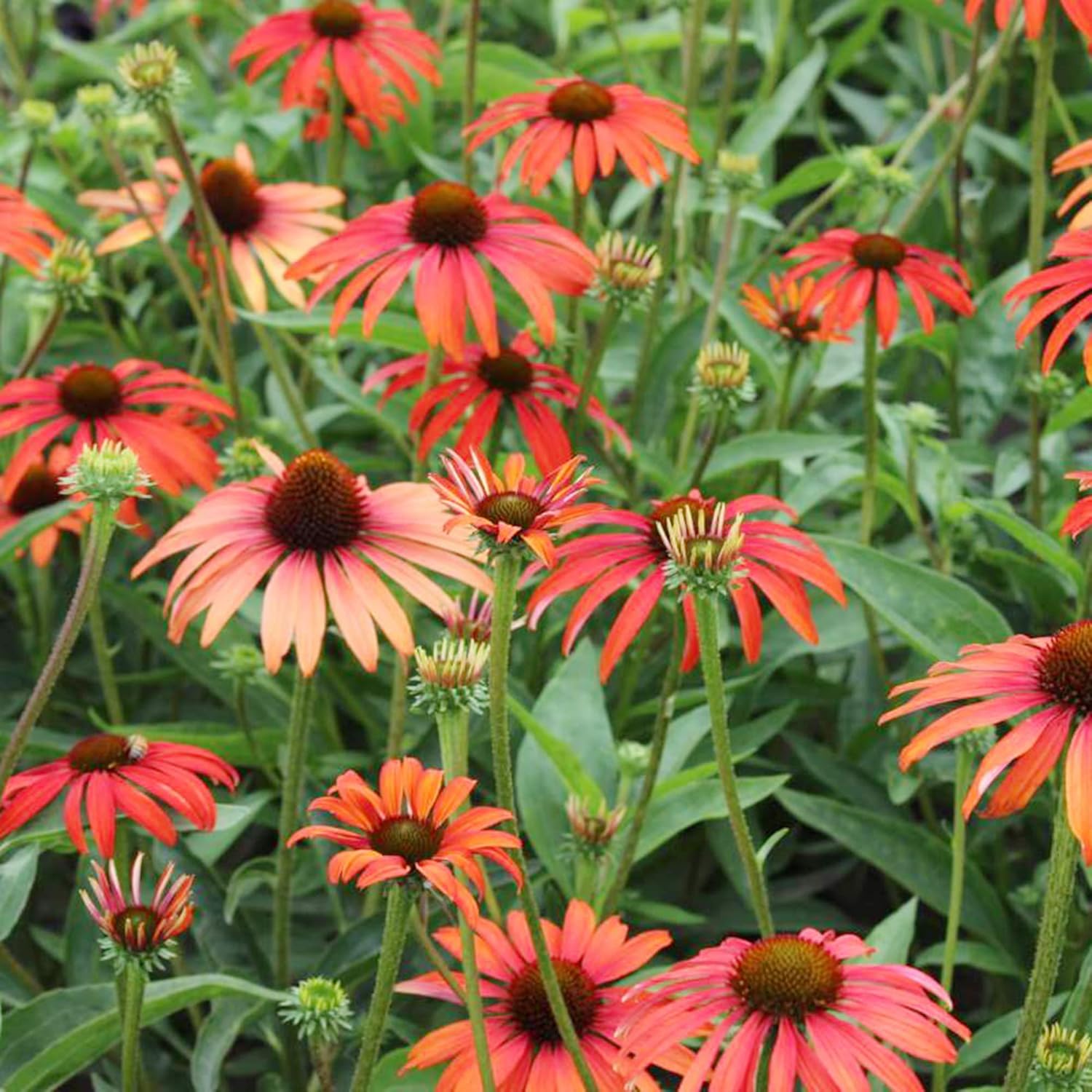 Tomato Soup Echinacea Seeds – Stunning Perennial for Borders, Prairies