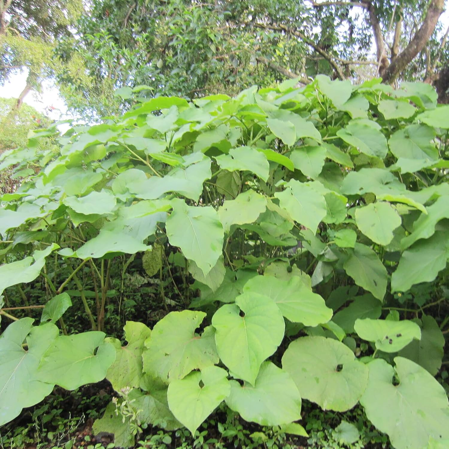 Piper Auritum Seeds Mexican Pepperleaf, Root Beer Plant - Tropical Climbing Perennial for Borders, Beds, Patio & Containers - 20 Pcs