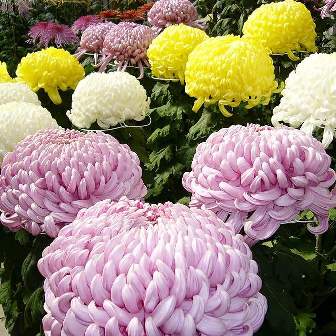 Chrysanthemum Seeds - Colorful & Diverse Flowers | Popular Ornamental Plants for Vibrant Blooms in Gardens, Landscapes & Floral Arrangements  Flower Seeds 100 Pcs