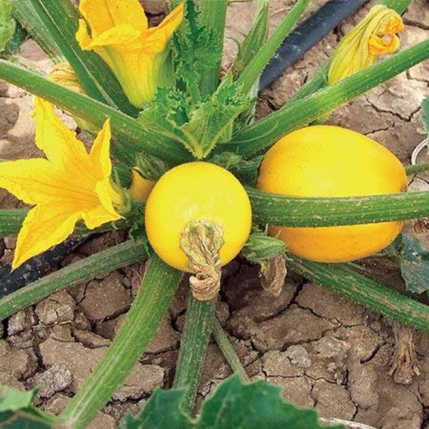 Squash Globe Round Yellow Vegetable Seeds For Planting ,Grow Delicious Round Yellow Squash