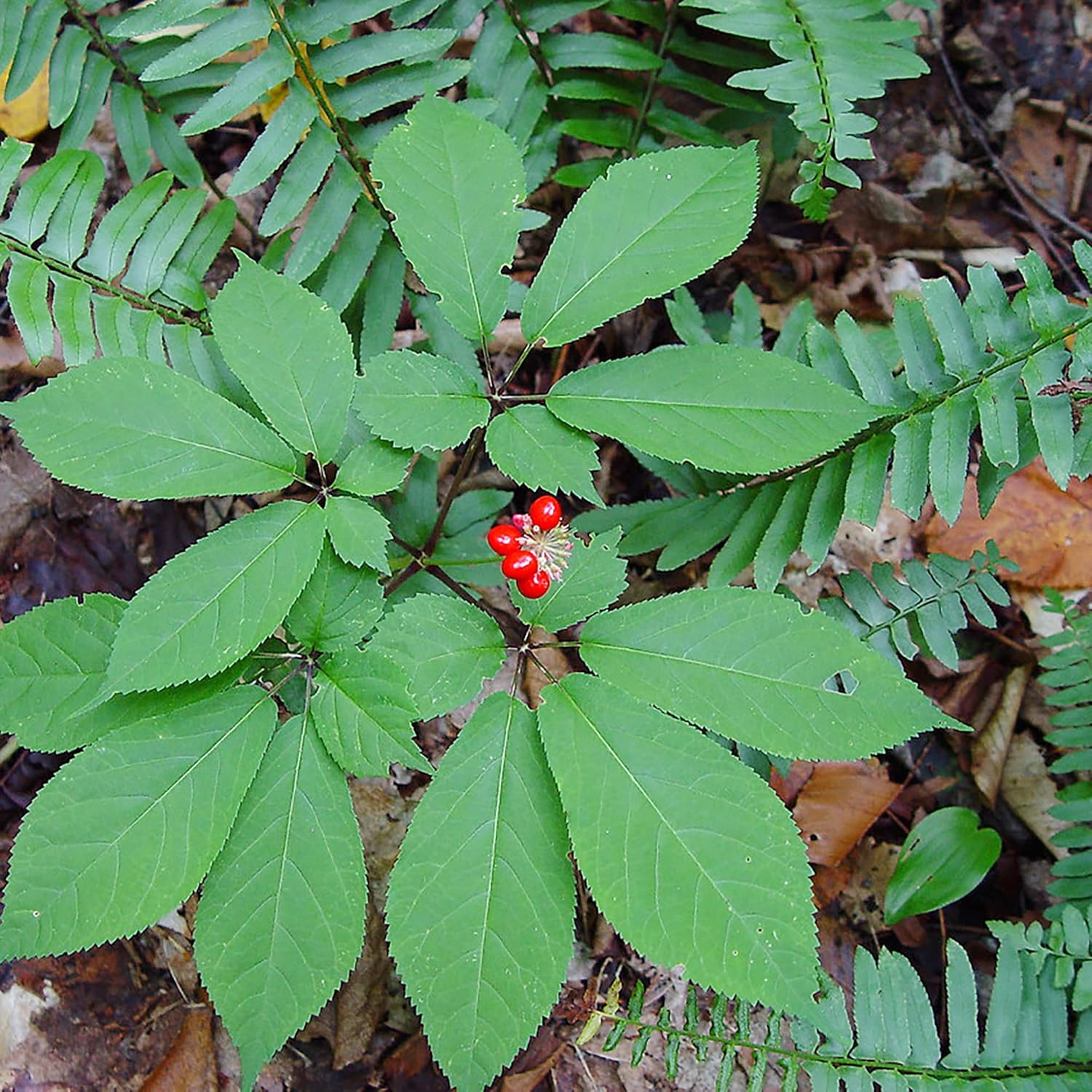 Graines de ginseng américain à planter, Panax Quinquefolius