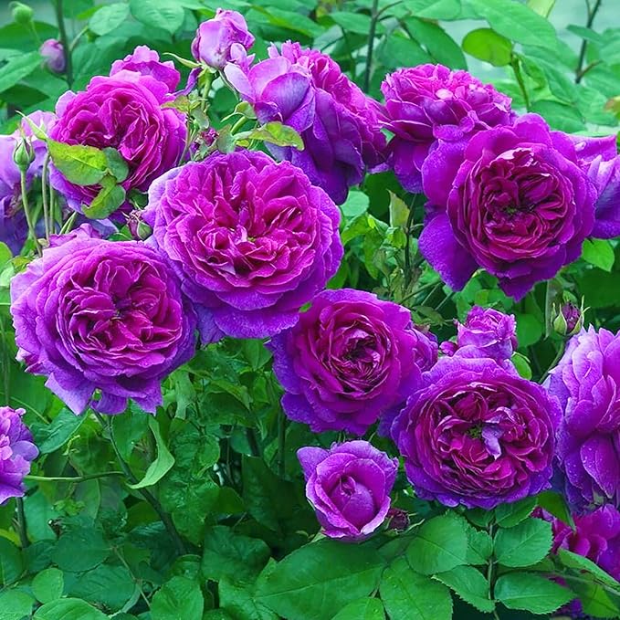 Purple Climbing Rose Seeds - Fragrant Blooms for Cutting, Floral Arrangements & Pollinator Attraction - Vertical Garden Accents for Trellises, Arbors & Fences - 5pcs