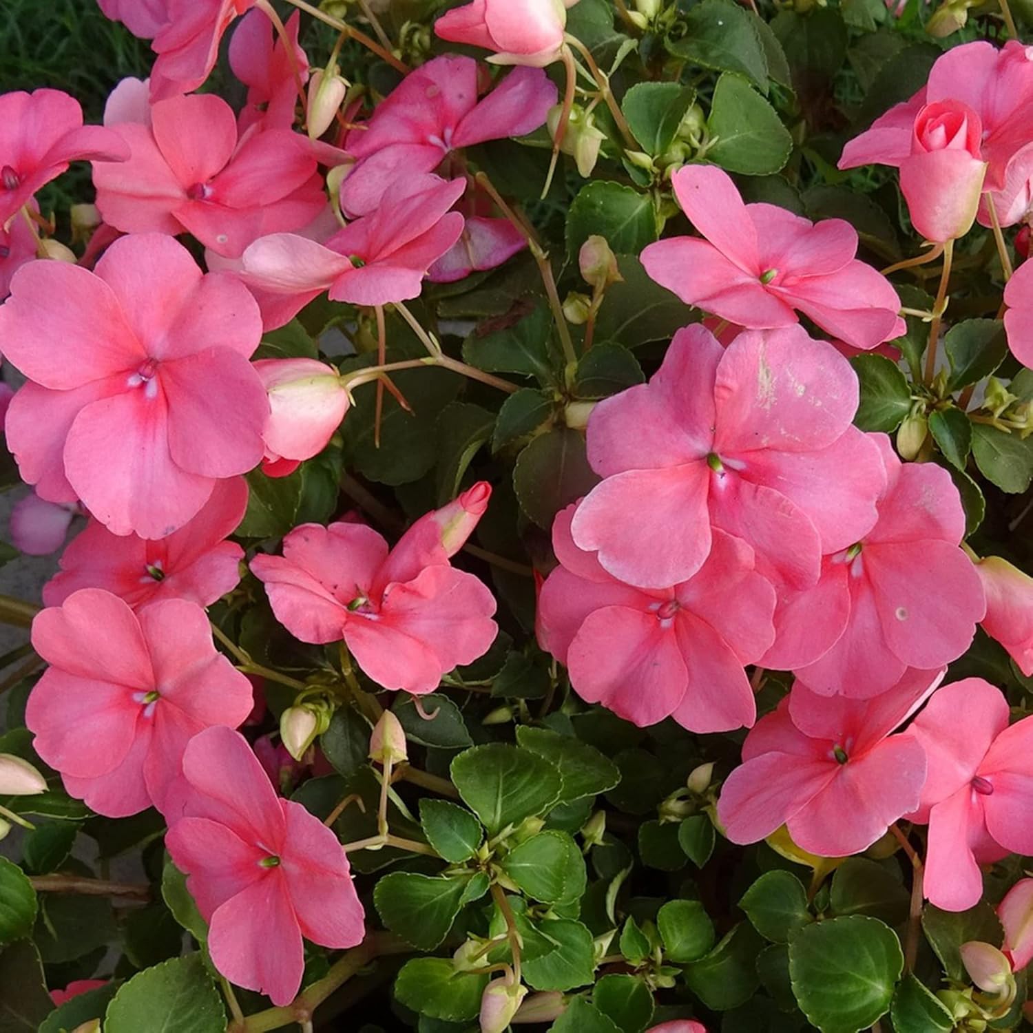 Graines d'Impatiens Les baumes Touch-Me-Not attirent les pollinisateurs Les plates-bandes de jardin Les bordures 200 pièces Graines de fleurs 