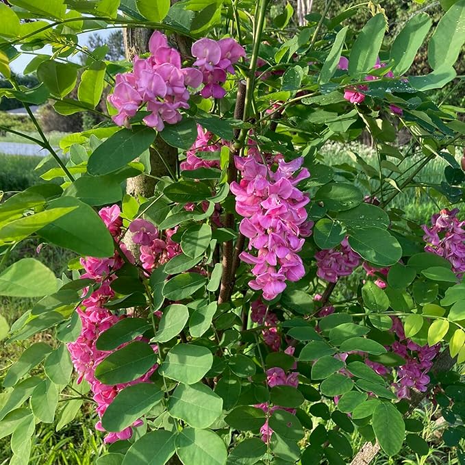 Purple Black Locust Seeds - Deciduous Ornamental Tree with Fragrant Flowers, Drought Tolerant, Attracts Pollinators - 100 Pcs