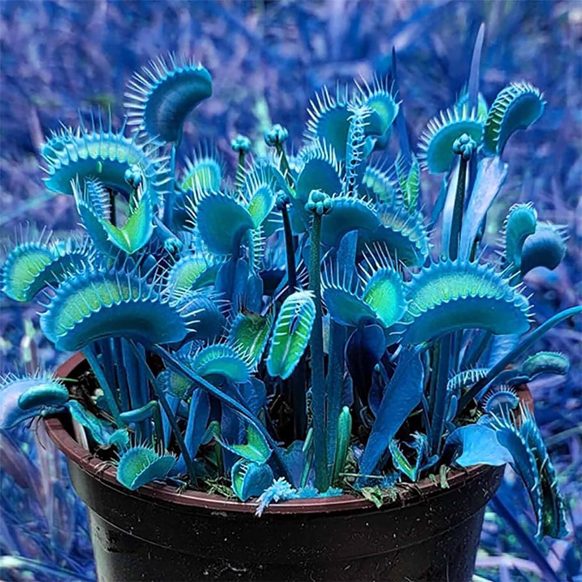 Blaue Venusfliegenfalle Samen - Dionaea Muscipula, hitzebeständig, gentechnikfrei, für den Teich im Topf, 20 Stück