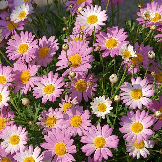 Pyrethrum Daisy Seeds Tanacetum Cinerariifolium, Showy Perennial, Aromatic Drought-Tolerant Cut Flowers for Outdoor Beds, 500 Pcs