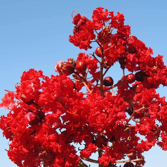 Red Crepe Myrtle Seeds - Lagerstroemia Indica Deciduous Flowering Tree or Shrub for Hedge & Screen - 35 Pcs